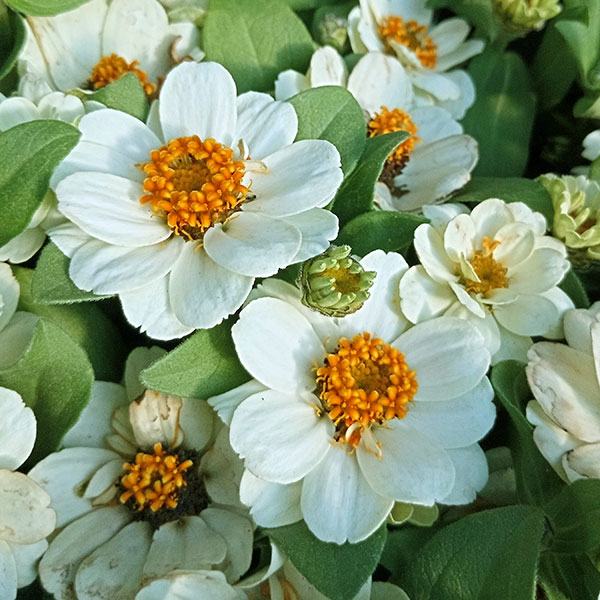 草花の苗 サマーセール ジニア プロフュージョ...の詳細画像3