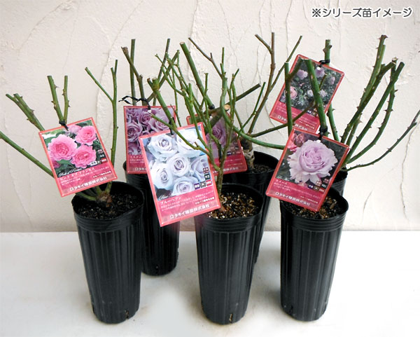 バラの苗 四季咲中輪バラ ミスティパープル大苗3.5号ロングポット |  | 03