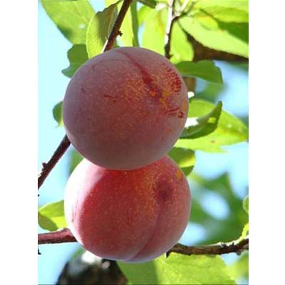 果樹の苗/スモモ(プラム）2種受粉樹セット：貴陽（キヨウ）サンタローザ｜engei｜03