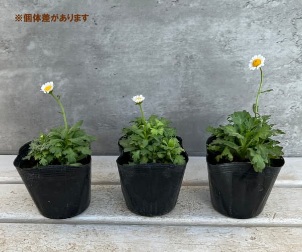 ノースポール 苗（花の苗）｜苗 | 花、ガーデニング のおすすめ人気