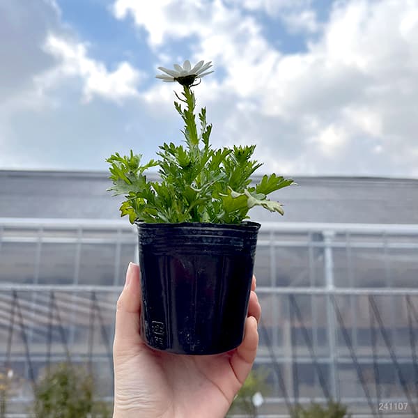 草花の苗 クリサンセマム ノースポール3号ポットの詳細画像2
