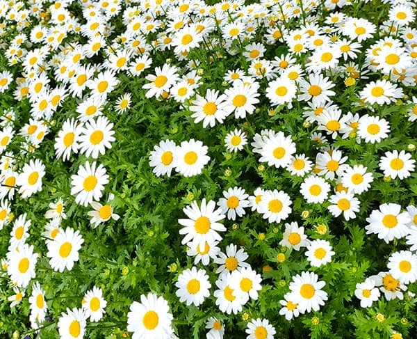 ノースポール✼ Amazon | フラワーロック 2.0 (ノースポールtype) | おもちゃ雑貨