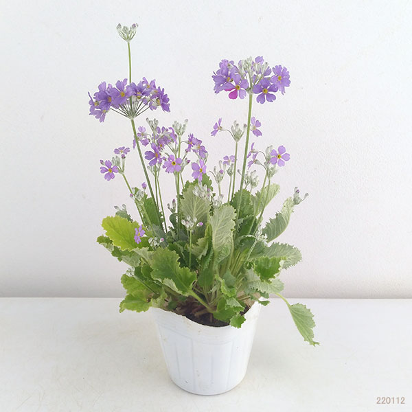 草花の苗 プリムラ マラコイデス 湖畔の夢 3.5号ポット |  | 05