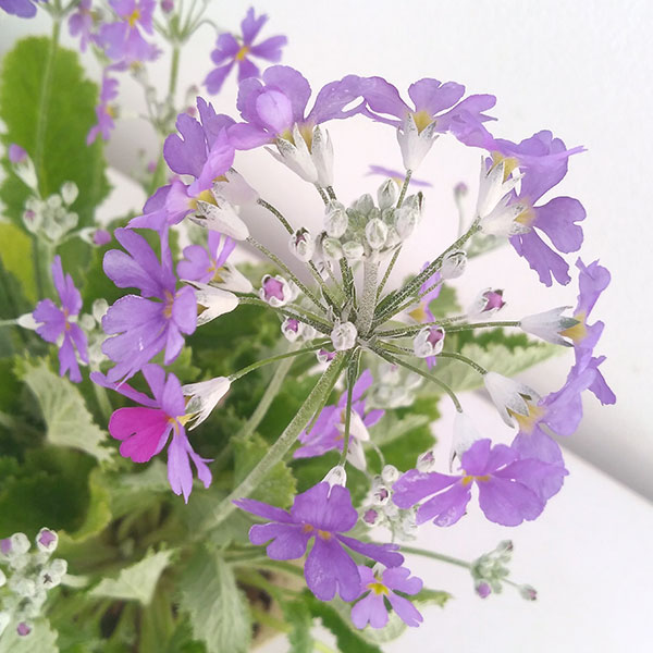 草花の苗 プリムラ マラコイデス 湖畔の夢 3.5号ポット |  | 06