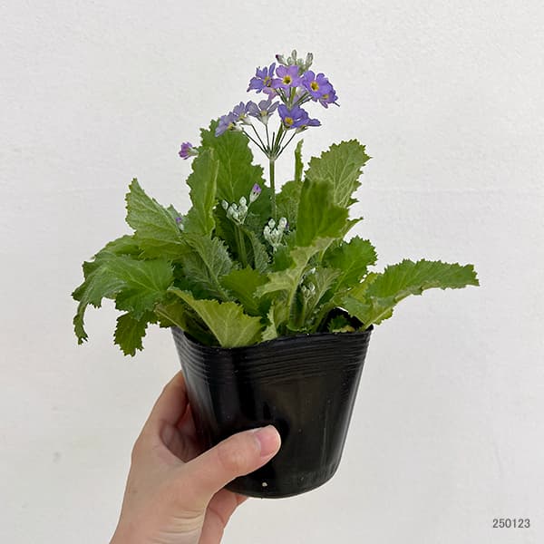 草花の苗 プリムラ マラコイデス 湖畔の夢 3.5号ポット |  | 01