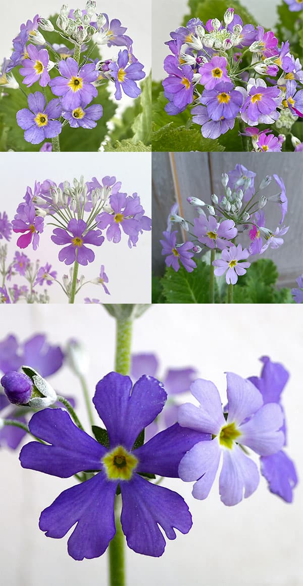 草花の苗 プリムラ マラコイデス 湖畔の夢 3.5号ポット |  | 02