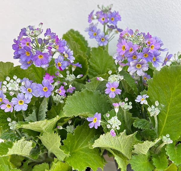 草花の苗 プリムラ マラコイデス 湖畔の夢 3.5号ポット |  | 04