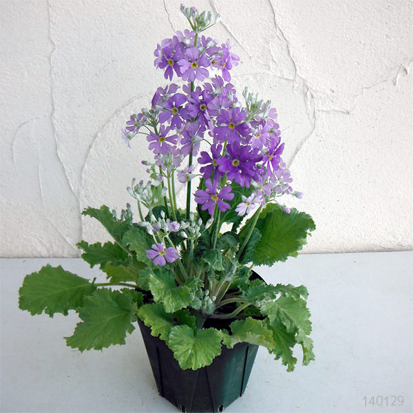 草花の苗 プリムラ マラコイデス 湖畔の夢 3.5号ポット |  | 10