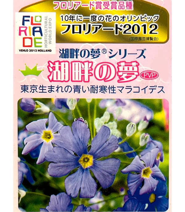 草花の苗 プリムラ マラコイデス 湖畔の夢 3.5号ポット |  | 03