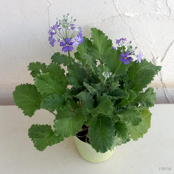 草花の苗 プリムラ マラコイデス 湖畔の夢 3.5号ポット |  | 09