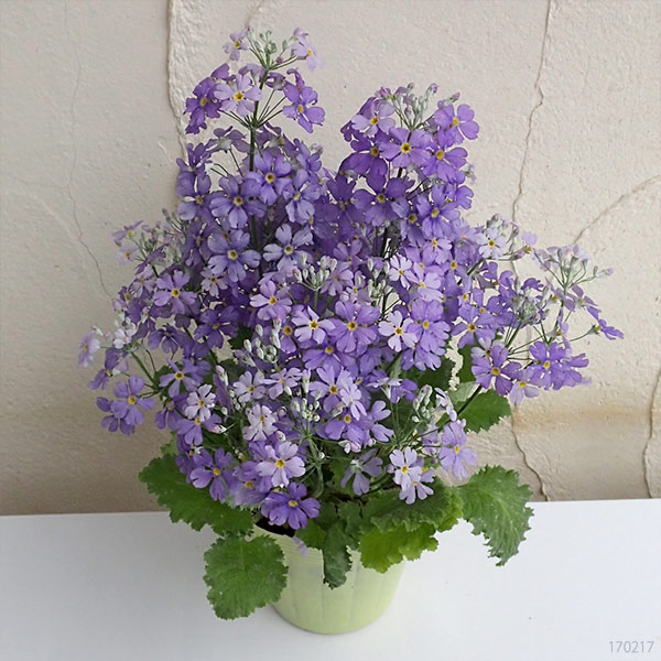 草花の苗 プリムラ マラコイデス 湖畔の夢 3.5号ポット |  | 08