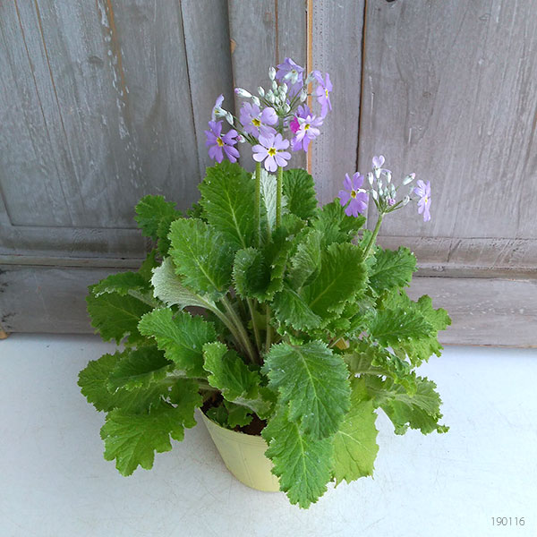 草花の苗 プリムラ マラコイデス 湖畔の夢 3.5号ポット |  | 07