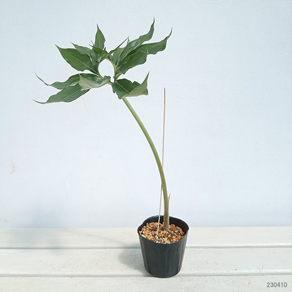 テンナンショウ 山野草のおすすめ人気商品一覧 通販 - Yahoo!ショッピング