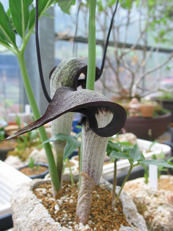 テンナンショウ 山野草のおすすめ人気商品一覧 通販 - Yahoo!ショッピング