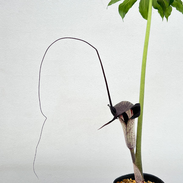 テンナンショウ 山野草のおすすめ人気商品一覧 通販 - Yahoo!ショッピング