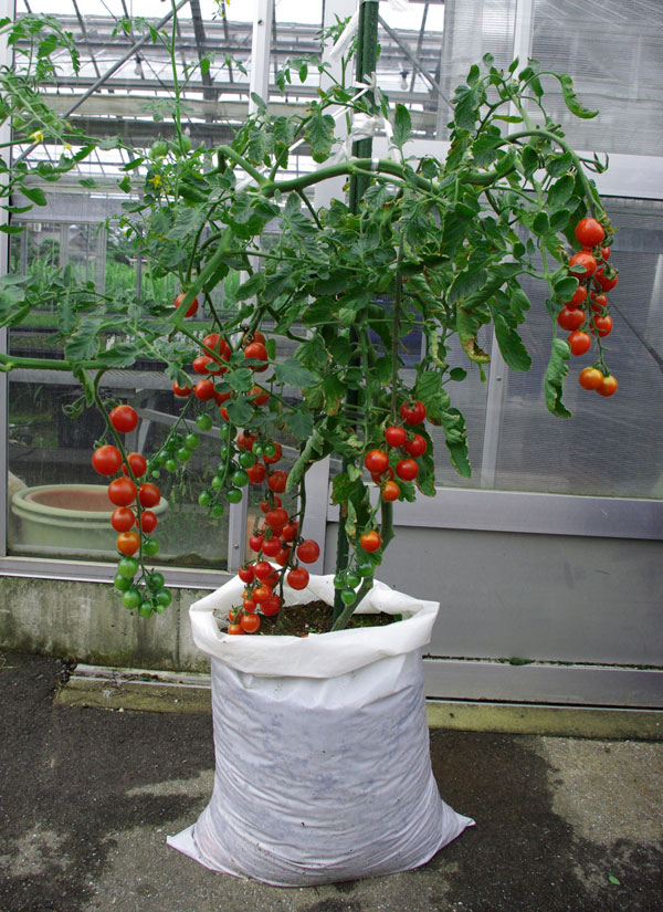 野菜の苗 トマト(ミニ) 天使のトマト(R)ミ...の詳細画像4