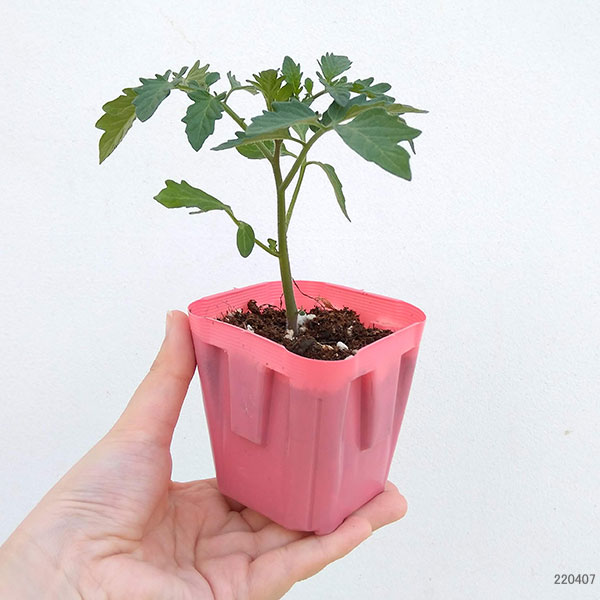 野菜の苗 トマト(ミニ) 天使のトマト(R)ミ...の詳細画像1