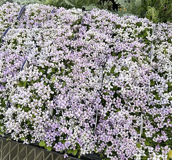 ムラサキハナナのおすすめ人気商品一覧 通販 - Yahoo!ショッピング