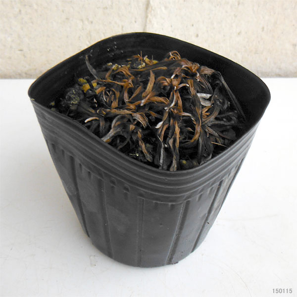 山野草の苗 エーデルワイス3号ポット |  | 02