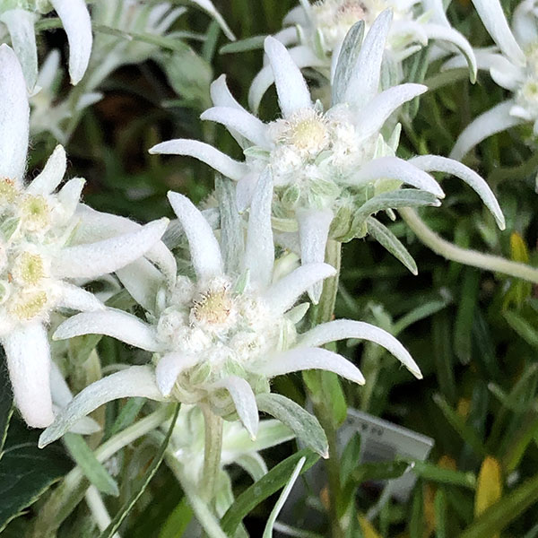 山野草の苗 エーデルワイス3号ポット |  | 05