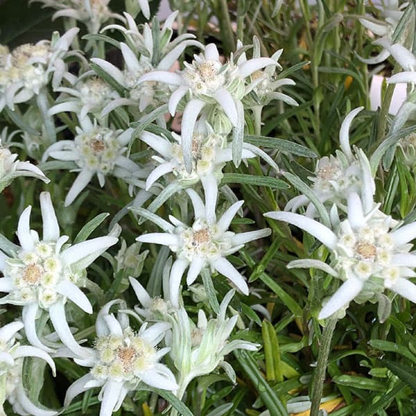 山野草の苗 エーデルワイス3号ポット |  | 06