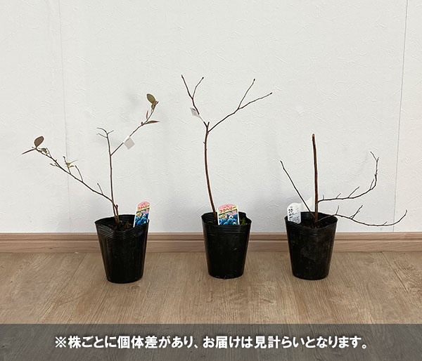 果樹の苗/ブルーベリー：フクベリー4号ポット｜engei｜04