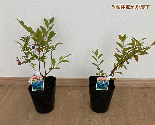 果樹の苗/ブルーベリー：フクベリー4号ポット｜engei｜02