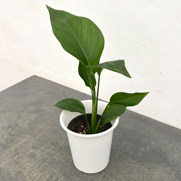 観葉植物 ストレリチア オーガスタ4号鉢入り : 園芸ネット - 通販