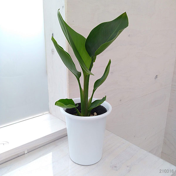 観葉植物 ストレリチア オーガスタ4号鉢入り : 園芸ネット - 通販