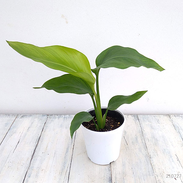 観葉植物 ストレリチア オーガスタ4号鉢入りの詳細画像1