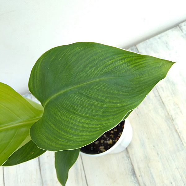 観葉植物 ストレリチア オーガスタ4号鉢入りの詳細画像2