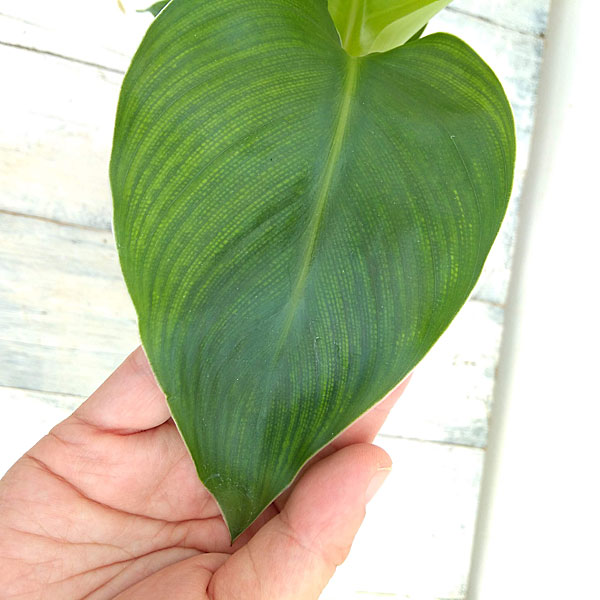 観葉植物 ストレリチア オーガスタ4号鉢入りの詳細画像3