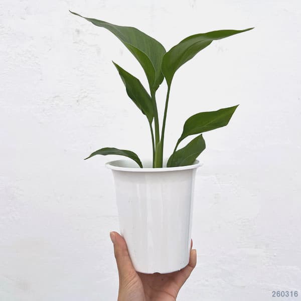 観葉植物 ストレリチア オーガスタ4号鉢入りの詳細画像1