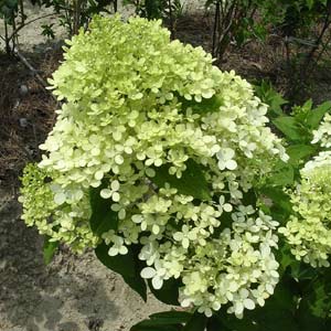 花木 庭木の苗 ノリウツギ（糊空木） ライムライト7号ポット樹高90cm |  | 03