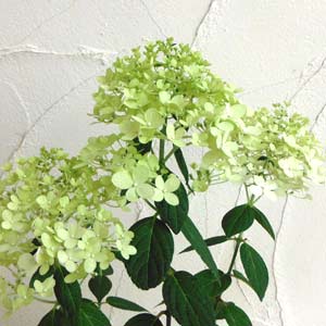 花木 庭木の苗 ノリウツギ（糊空木） ライムライト7号ポット樹高90cm |  | 04