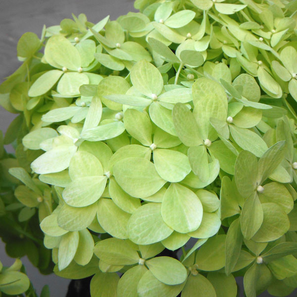 花木 庭木の苗 ノリウツギ（糊空木） ライムライト7号ポット樹高90cm |  | 05