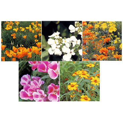 花の種 ミックスフラワー MixFlower* 花タネ 草丈40〜60cm |  | 02