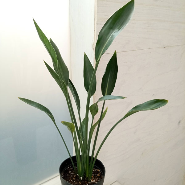 ストレリチア ノンリーフ（観葉植物） | 花、ガーデニング のおすすめ