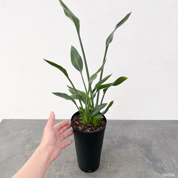 ストレリチア ノンリーフ（観葉植物） | 花、ガーデニング のおすすめ
