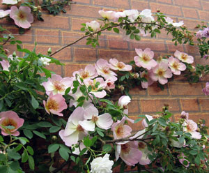 バラの苗/シュラブローズ：ホワイト〜ピンク系（大苗）3品種セット 