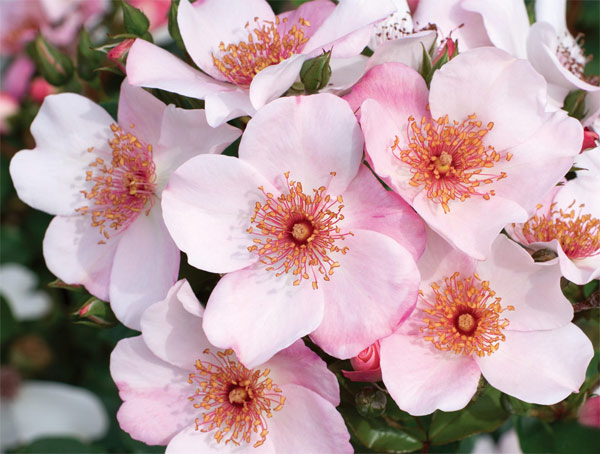 バラの苗/シュラブローズ：ホワイト〜ピンク系（大苗）3品種セット 