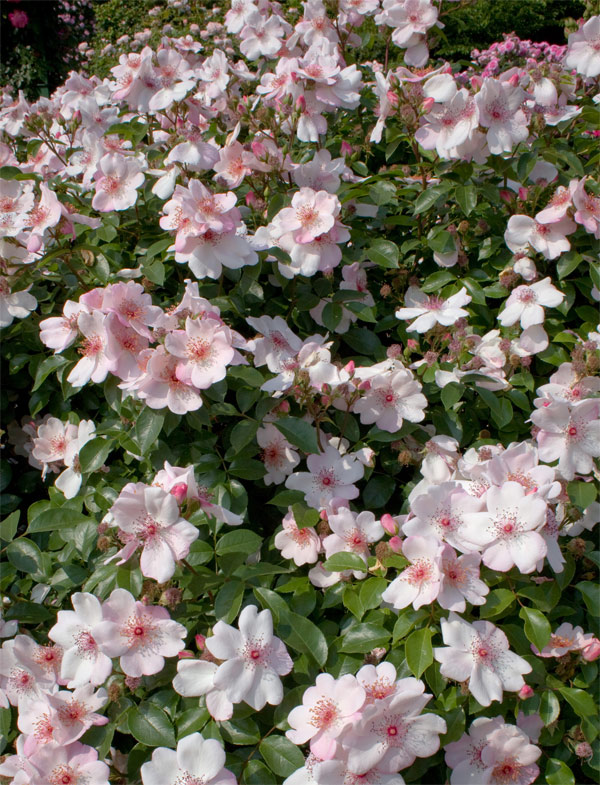 バラの苗/シュラブローズ：ホワイト〜ピンク系（大苗）3品種セット 