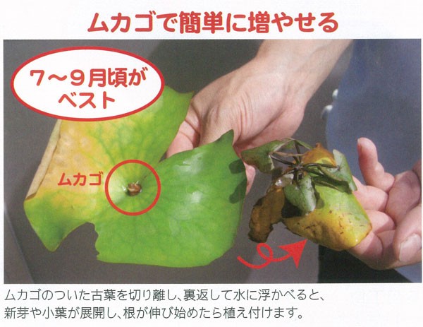 ムカゴ（苗） | 花、ガーデニング のおすすめ人気商品一覧 通販