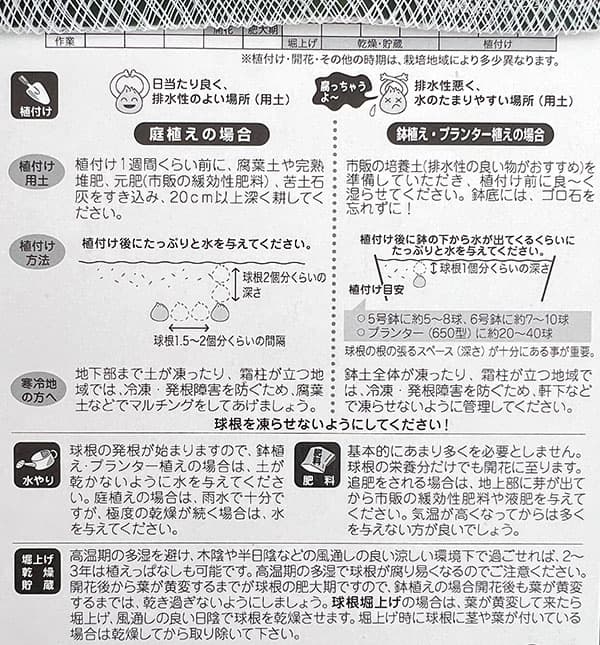 球根 26年9月中下旬予約 ムスカリ ピンクサ...の詳細画像2