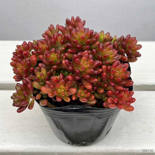 観葉植物 セダム 虹の玉3号ポット : 園芸ネット - 通販 - Yahoo