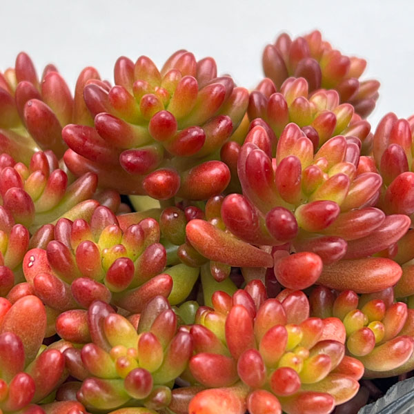 観葉植物 セダム 虹の玉3号ポット : 園芸ネット - 通販 - Yahoo