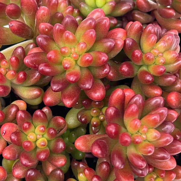 るんるん　虹の玉　24個 多肉植物 虹の玉のおすすめ人気商品一覧 通販 - Yahoo!ショッピング