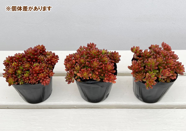 観葉植物 セダム 虹の玉3号ポット : 園芸ネット - 通販 - Yahoo