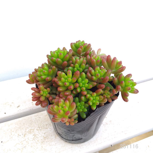 多肉植物 虹の玉のおすすめ人気商品一覧 通販 - Yahoo!ショッピング