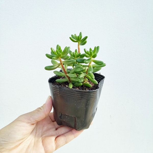 セダム 虹の玉（花、ガーデニング）のおすすめ人気商品一覧 通販